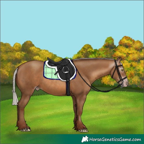 Horse Color:Gray Silver Sable Champagne