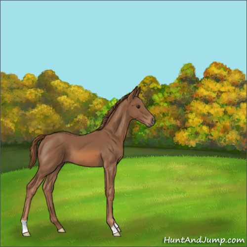 Horse Color:Chestnut 