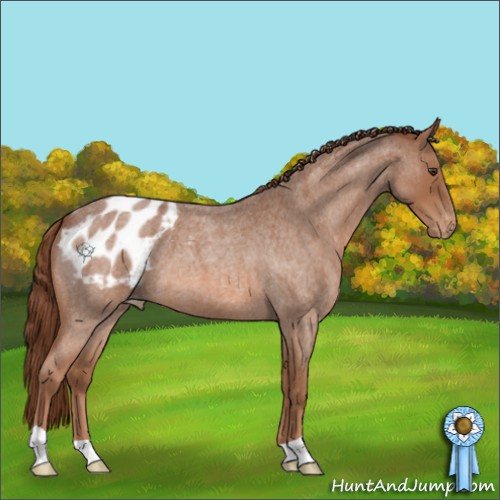 Horse Color:Red Roan Appaloosa 