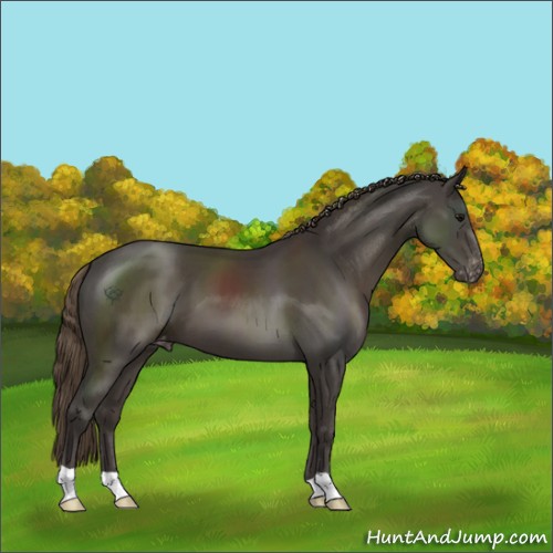 Horse Color:Smoky Black Appaloosa 