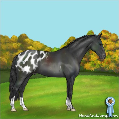 Horse Color:Black Appaloosa 