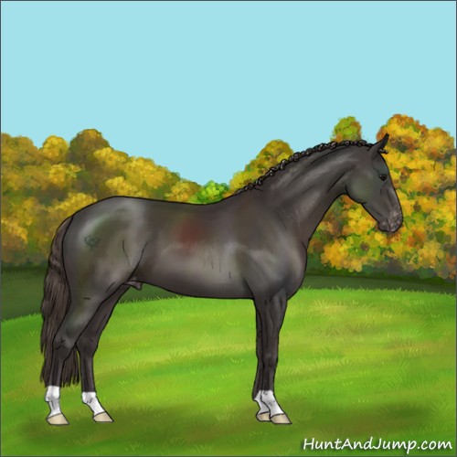 Horse Color:Smoky Black Appaloosa 