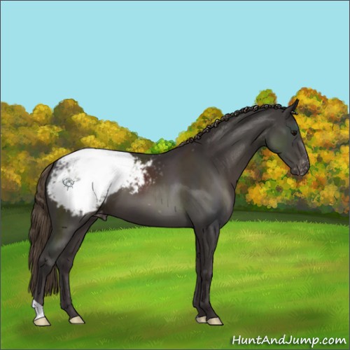 Horse Color:Smoky Black Appaloosa 