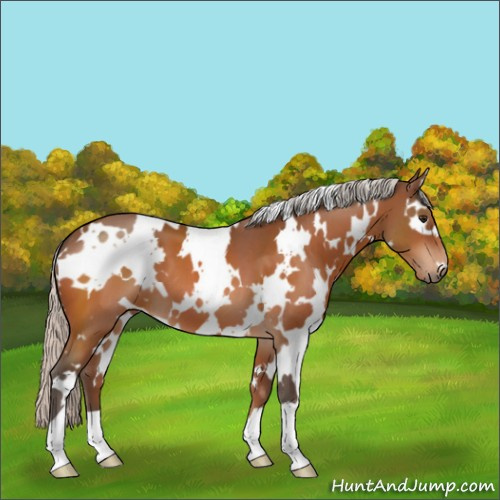 Horse Color:White Spotted Silver Bay 