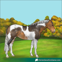 Horse Color:Silver Buckskin Tobiano