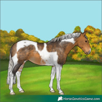 Horse Color:Silver Buckskin Tobiano 