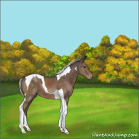 Horse Color:Silver Black Tobiano 