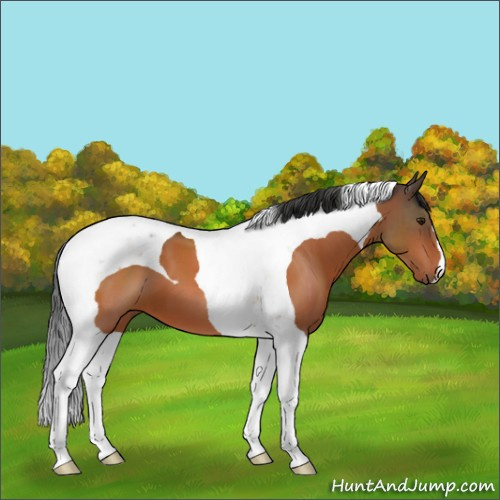 Horse Color:Brown Tobiano 