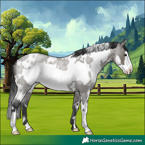 Horse Color:White Spotted Grullo Roan Frame 