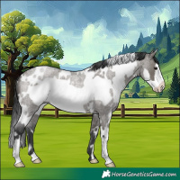 Horse Color:White Spotted Grullo Roan Frame 