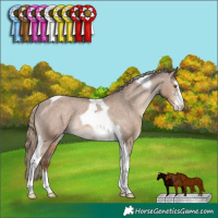 Horse Color:Liver Red Dun Sabino Tobiano Appaloosa Rabicano 