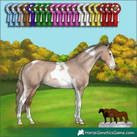 Horse Color:Liver Red Dun Sabino Tobiano Appaloosa Rabicano 