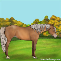 Horse Color:Gray Silver Sable Champagne 