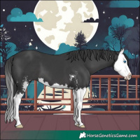 Horse Color:Black Sabino Splash 