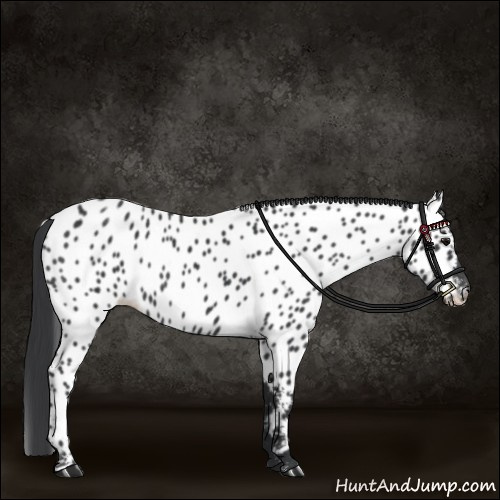 Horse Color:Black Appaloosa