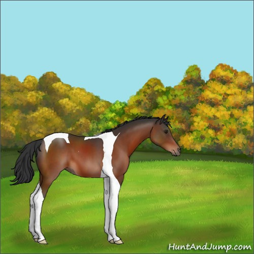 Horse Color:Brown Tobiano 