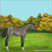 Horse Color:Grullo 