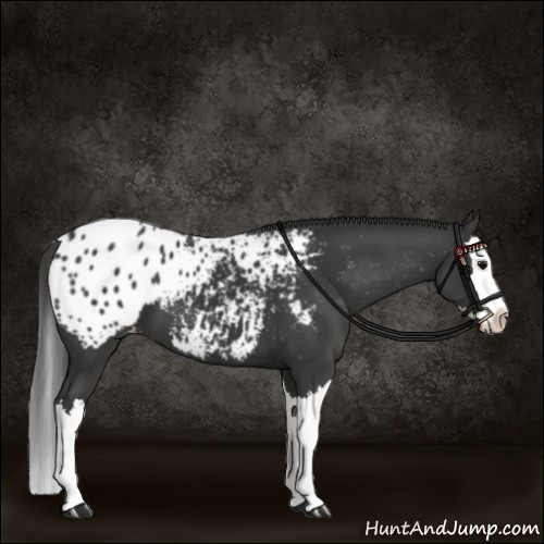 Horse Color:Black Splash Appaloosa 