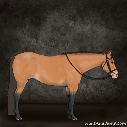Horse Color:Bay Roan Appaloosa