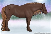 Horse Color:Liver Chestnut 