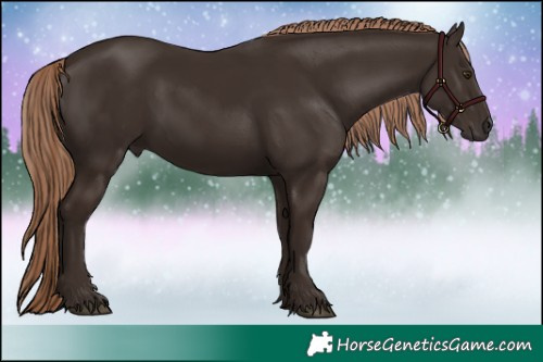 Horse Color:Liver Chestnut 