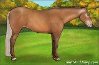 Horse Color:Gray Silver Sable Champagne 