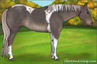 Horse Color:Silver Black Tobiano 