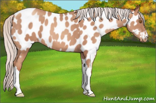Horse Color:Silver Classic Champagne Appaloosa 