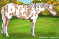 Horse Color:Silver Classic Champagne Appaloosa 