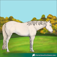 Horse Color:Perlino 