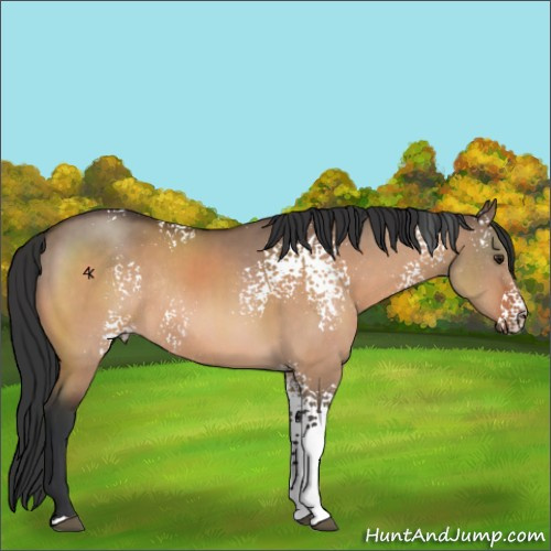 Horse Color:White Spotted Brown Dun Rabicano 