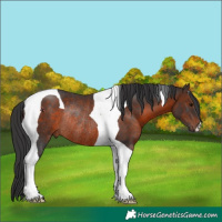 Horse Color:Brown Tobiano Rabicano