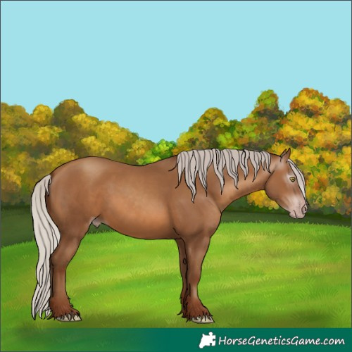 Horse Color:Gray Silver Sable Champagne