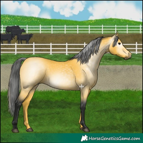 Horse Color:Gray Buckskin 