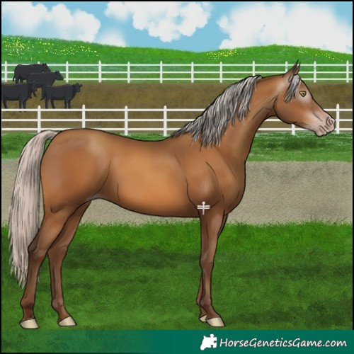 Horse Color:Gray Silver Sable Champagne 