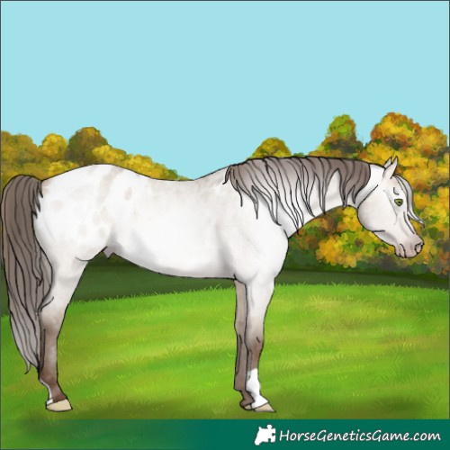 Horse Color:Gray Amber Champagne Roan Dun Appaloosa Rabicano 