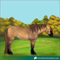 Horse Color:Void Chocolate Buckskin Sabino 