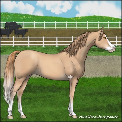 Horse Color:Gold Champagne Splash 
