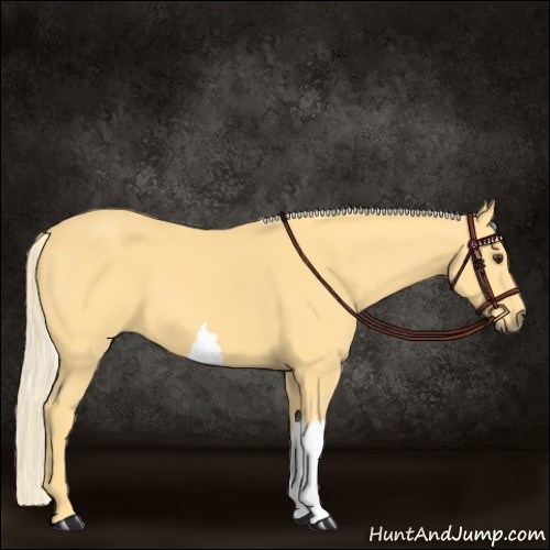 Horse Color:Palomino 