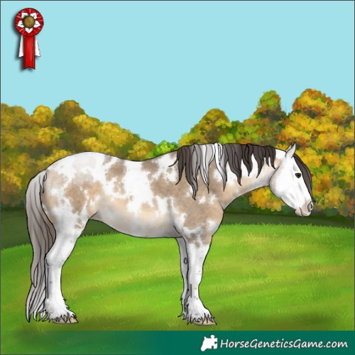 Horse Color:White Spotted Buckskin Roan Dun Splash 