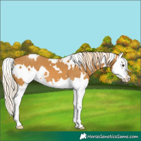 Horse Color:White Spotted Palomino Splash