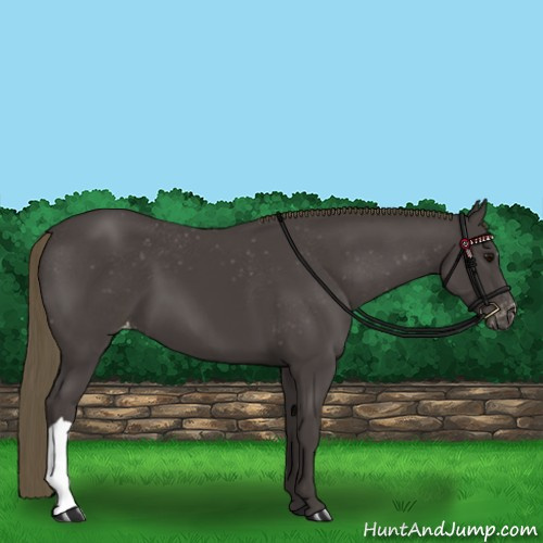 Horse Color:Smoky Black Appaloosa