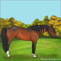 Horse Color:Bay Tobiano 
