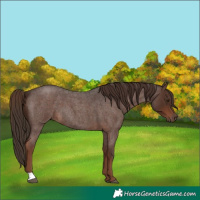 Horse Color:Liver Red Roan 