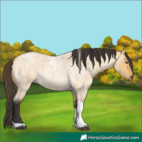 Horse Color:Buckskin Roan Dun Tobiano 