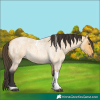 Horse Color:Buckskin Roan Dun Tobiano 