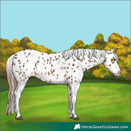 Horse Color:Bay Appaloosa 