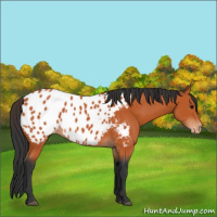Horse Color:Bay Appaloosa 