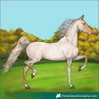 Horse Color:Red Roan Pearl Tobiano Frame