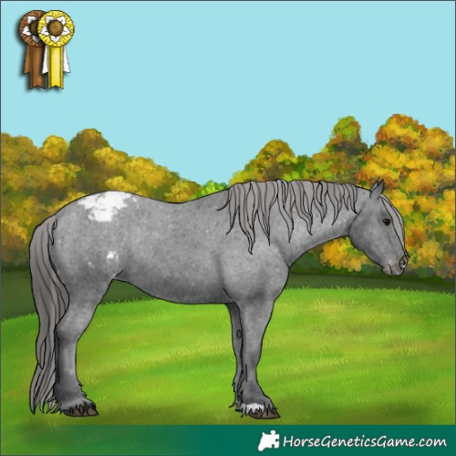 Horse Color:Black Varnish Rabicano